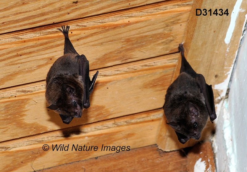 Glossophaga soricina, Pallas's Long-tongued Bat